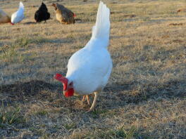 Poule Livourne blanche