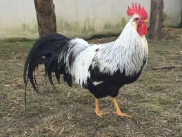 Coq Leghorn 