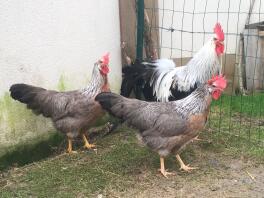 Trio Leghorn 