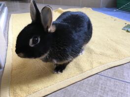 Un lapereau noir sur un tapis jaune