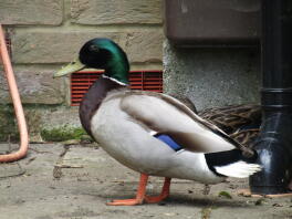 le colvert mâle