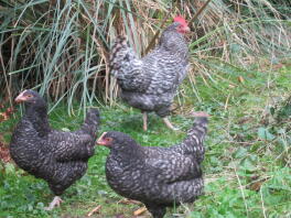 Trio de coucou Marrans