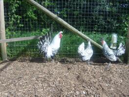 Poulets dehors dans un parcours