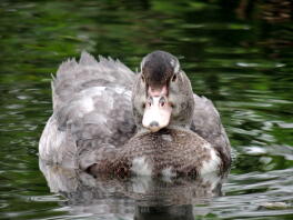 Canard musqué