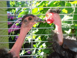 cou nu poule et coq