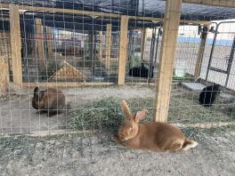 Lapins dans une cage d'extérieur