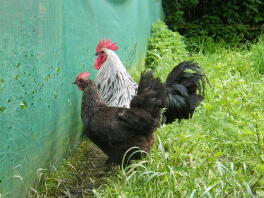 Groupe Norfolk Gray