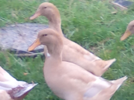 Beaux canards buff