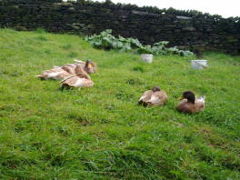 Canards Buff Orpington