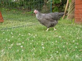 Poulets dans le jardin avec Omlet clôtures pour poulets