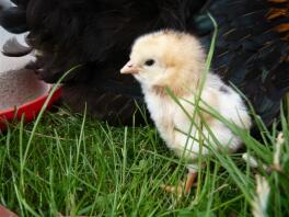 Poussin dans l'herbe