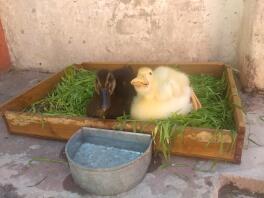 Un canard jaune et un canard brun assis dans l'herbe avec un bol d'eau