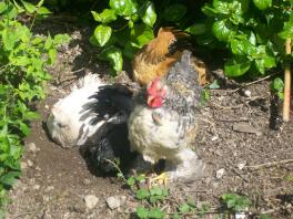 bain de poussière pekins au soleil