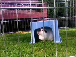 Un cochon d'inde mignon dans une cage et une boîte