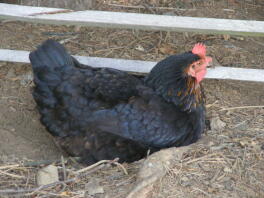 poules marans