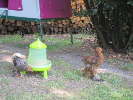 poulette et coquelet