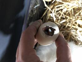Naissance bébé 2