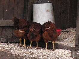 Poussins Rhode Island Red