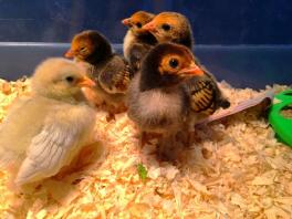 Mes poussins Rosecomb Bantam - 9 jours