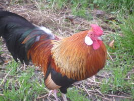 peigne rose bantam