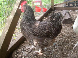 Poule dans son poulailler en regardant dehors