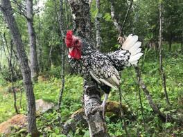 Un petit poulet noir et blanc se tenait sur une branche dans une forêt