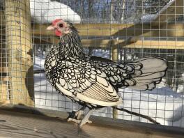 Un poulet debout sur une clôture