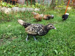 Poulets à l'extérieur