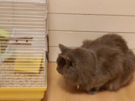Un chat qui regarde la cage d'un hamster