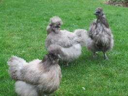 mini silkies barbus bleues