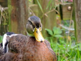 Canard colvert