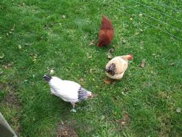 Notre poulet dans le jardin.