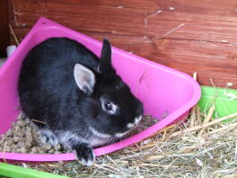 Un lapin noir et blanc assis dans son bol de nourriture