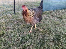 Un poulet d'été à l'intérieur d'un grillage à poules.