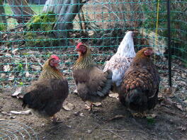 Quatre poulets bruns et blancs se tenaient dans un jardin
