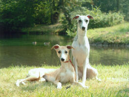 2 magnifiques chiennes whippet