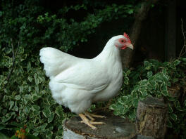 Poule de roche blanche debout sur une souche d'arbre