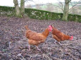 Poules sylvestres en liberté