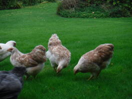 Poules bantam Wyandotte saumon