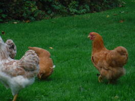 Jeune coq Buff Wyandotte et quelques poules