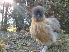 Poulet dans le jardin