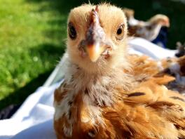 Petit poulet orange dans un jardin ensoleillé