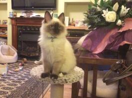 Sirius blueboy un de mes chatons Ragdoll