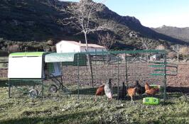 Grand eglu cube pour mes 7 poules (1 dans le pondoir) et 1 coq