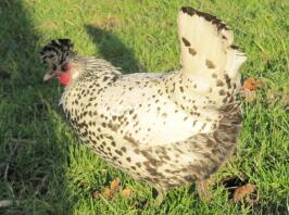 Poulet dans l'herbe