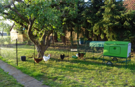 Omlet vert Eglu Cube grand poulailler et parcours avec poules et Omlet clôture pour poules