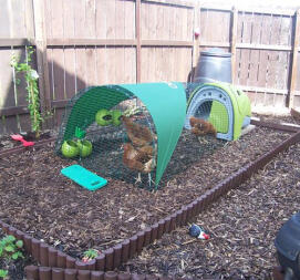 Vert Eglu poulailler avec parcours, couverture d'ombrage et 3 poules sur des copeaux de bois