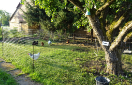 Omlet clôture à poules dans le jardin