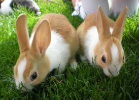 2 de mes bébés lapins néerlandais