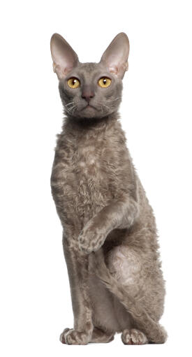 Un cornish rex gris avec le poil frisé caractéristique de la race